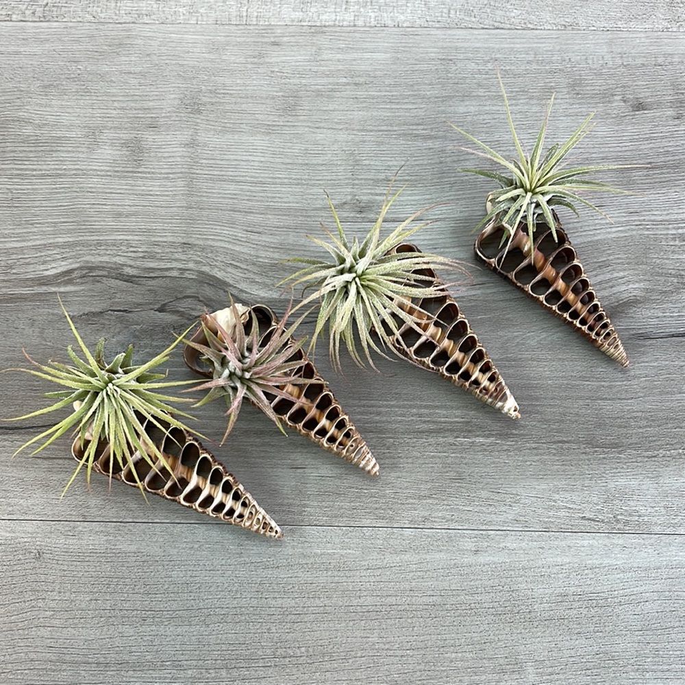 🔆AIR PLANT BUDDY🔆 WITH REAL SEA SHELL HAND MADE AND UNIQUE - Picture 12 of 13